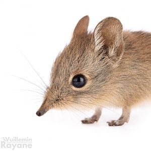 North African Sengi (Petrosaltator rozeti)