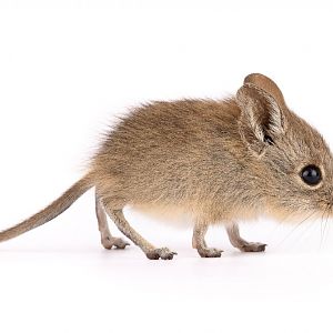North African Sengi (Petrosaltator rozeti)