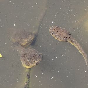 American Bullfrog (Lithobates catesbeianus) tadpoles - wild