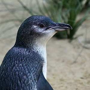 Australian Fairy Penguin (Eudyptula novaehollandiae)