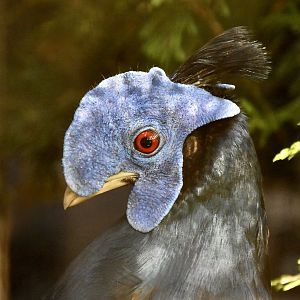 Lesser Bornean Crested Fireback (Lophura ignita ignita)