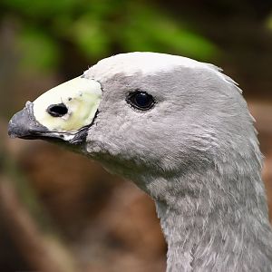 Cape Barren Goose (Cereopsis novaehollandiae)