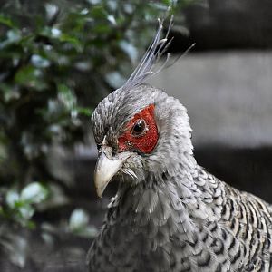 Cheer Pheasant (Catreus wallichii) male