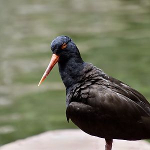 Black Oystercatcher (Haematopus bachmani)