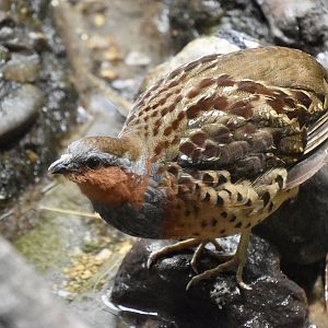 Chinese Bamboo Partridge (Bambusicola thoracicus)