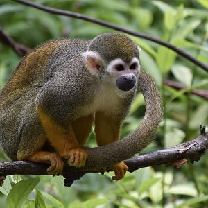 Common Squirrel Monkey (Saimiri sciureus)