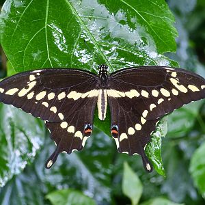 Eastern Giant Swallowtail (Papilio cresphontes)
