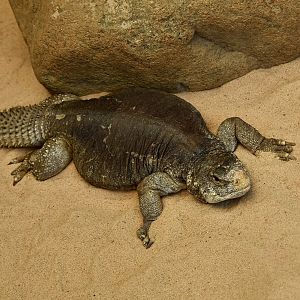 Egyptian Uromastyx (Uromastyx aegyptia)