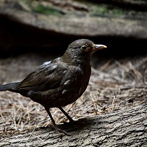 Eurasian Blackbird (Turdus merula)