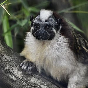 Geoffroy's Tamarin (Saguinus geoffroyi)