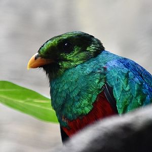 Golden-Headed Quetzal (Pharomachrus auriceps)