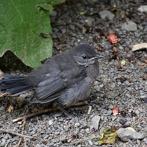 Gray Catbird (Dumetella carolinensis) fledgling - wild