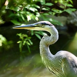 Great Blue Heron (Ardea herodias)