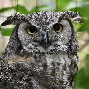 Great Horned Owl (Bubo virginianus) - light gray individual
