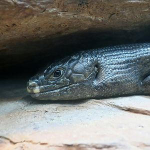 King's Skink (Egernia kingii)