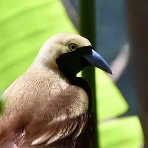 Lesser Bird-of-Paradise (Paradisaea minor)