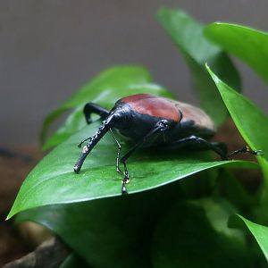 Giant Malaysian Weevil (Macrochirus praetor)