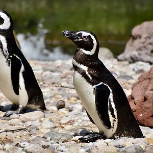 Magellanic Penguin (Spheniscus magellanicus)
