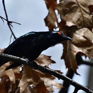 Metallic Starling (Aplonis metallica)