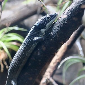 Mexican Alligator Lizard (Abronia graminea)