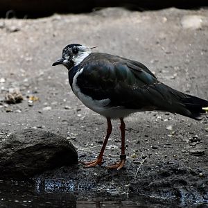 Northern Lapwing (Vanellus vanellus)