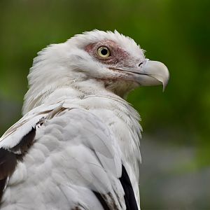 Palm-Nut Vulture (Gypohierax angolensis)