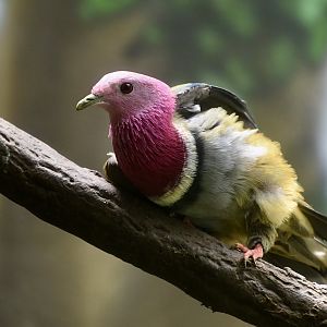 Pink-Headed Fruit Dove (Ptilinopus porphyreus)