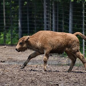 Plains Bison (Bison bison bison) calf