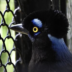 Plush-Crested Jay (Cyanocorax chrysops)
