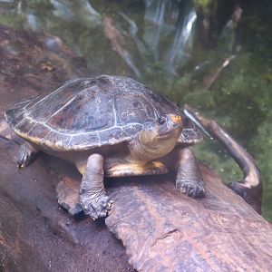Red-Headed Amazon River Turtle (Podocnemis erythrocephala)