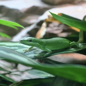 Sakishima Grass Lizard (Takydromus dorsalis)