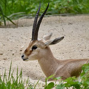 Slender-Horned Gazelle (Gazella leptoceros)