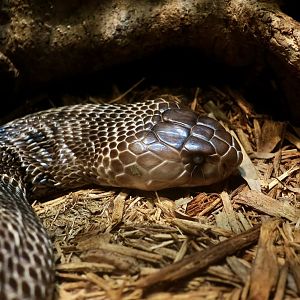 Sri Lankan Cobra (Naja naja)