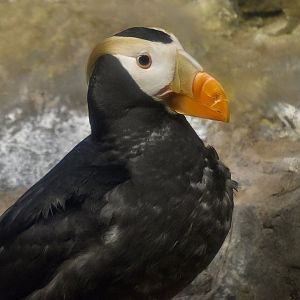 Tufted Puffin (Fratercula cirrhata)