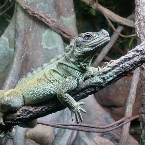 Weber's Sailfin Lizard (Hydrosaurus weberi)