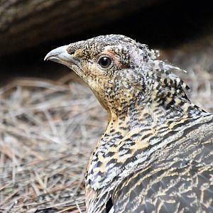 Western Capercaillie (Tetrao urogallus) female