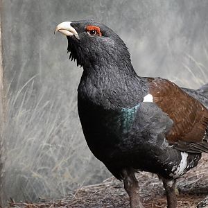 Western Capercaillie (Tetrao urogallus) male