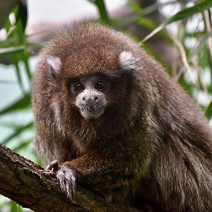 White-Eared Titi (Plecturocebus donacophilus)