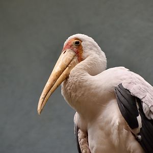 Yellow-Billed Stork (Mycteria ibis)
