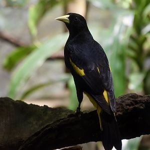 Yellow-Rumped Cacique (Cacicus cela)