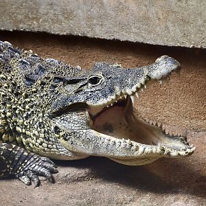 Cuban Crocodile (Crocodylus rhombifer)