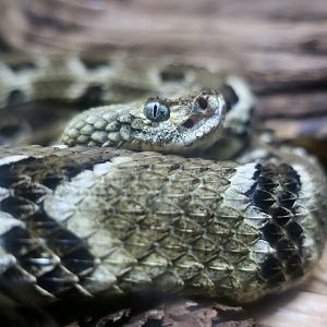 Timber Rattlesnake (Crotalus horridus)