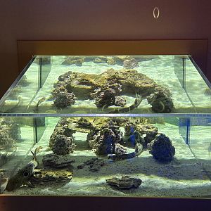 MORPH'D - Epaulette sharks (former freshwater stingray)