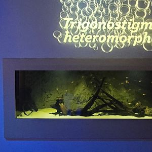 MORPH'D - Harlequin rasbora  (former epaulette shark)