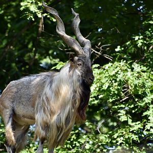 Bukharan Markhor (Capra falconeri heptneri) male