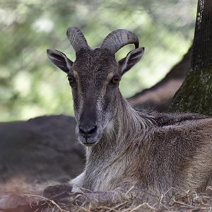 Himalayan Tahr (Hemitragus jemlahicus) female