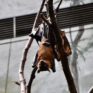 Indian Flying Fox (Pteropus medius)