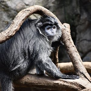Javan Lutung (Trachypithecus auratus)
