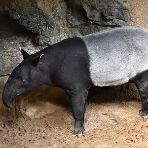 Malayan Tapir (Tapirus indicus)