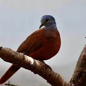 Blue-Headed Wood Dove (Turtur brehmeri)